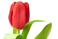 obrazek z tulipanem.jpg